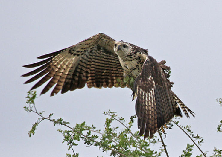 Crooked Tree Wildlife Sanctuary